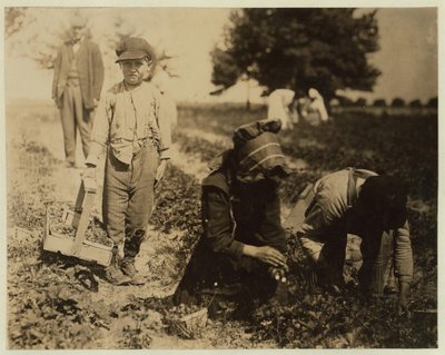 Pete Trombetta, 10 ans, cueillant des baies pour une 6e saison avec sa sœur Mary, 11 ans, qui cueille 100 pintes par jour, et son frère Salvatore Trombetta, 14 ans, qui cueille 200 pintes à la ferme de Johnson, Seaford - Lewis Wickes Hine